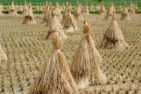 25,000 Tonne Rice Straw Recycled Back into Soil in 2018: CII