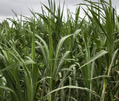 Sugarcane