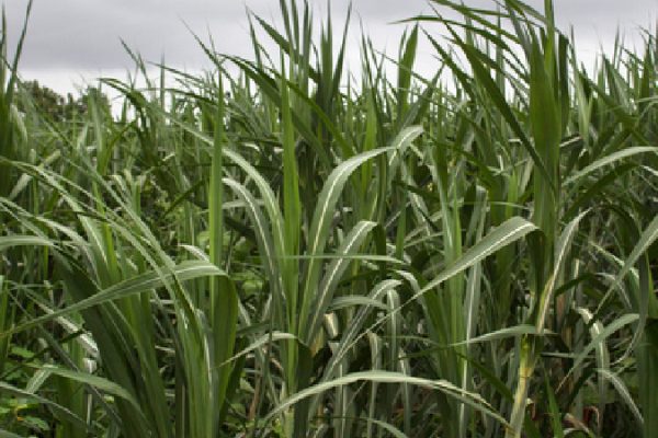 Sugarcane