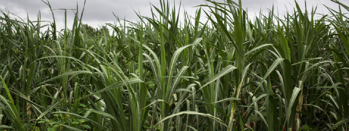 Sugarcane