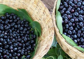 India Begins Fresh Jamun Exports from Karnataka to UK for the First Time blackberry