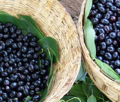 blackberry