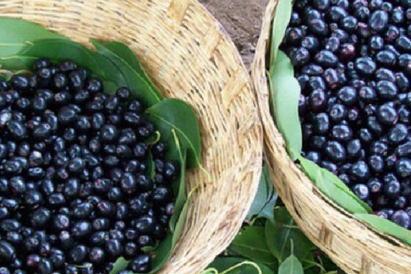 blackberry