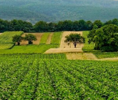 Olam Agri