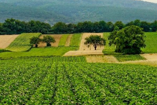 Olam Agri Joins Hands with Husk Power to Advance Sustainable Energy in Nigeria’s Agricultural Sector Olam Agri