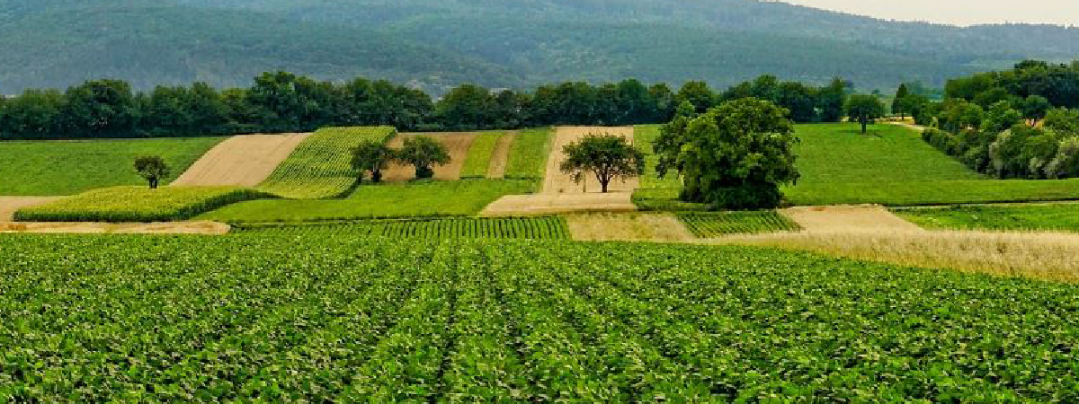 Olam Agri