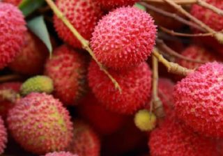 India Exports Inaugural Consignment of Rose-Scented Litchi to Global Market litchi