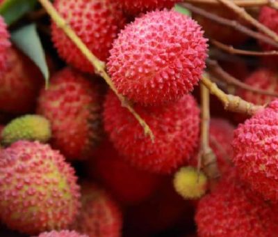 litchi