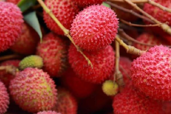 litchi