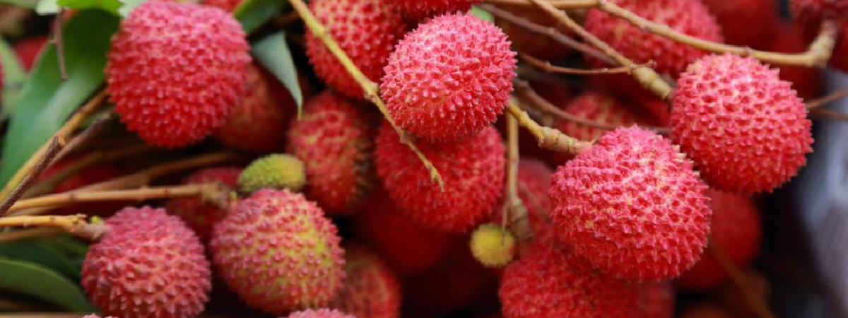 India Exports Inaugural Consignment of Rose-Scented Litchi to Global Market litchi