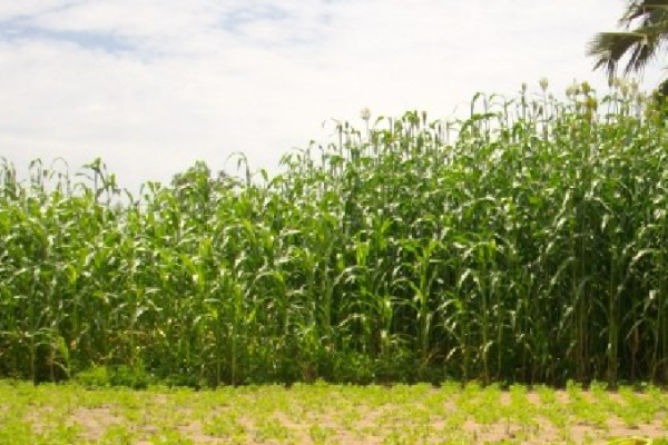 South Sudan Agriculture