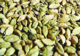 cardamom