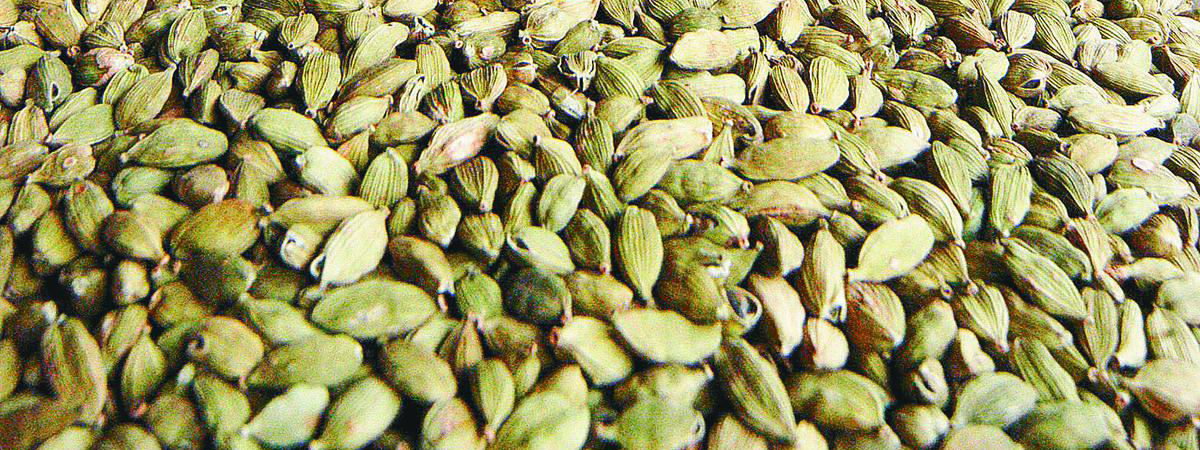 cardamom