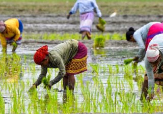 PM Dhan-Dhaanya Krishi Yojana Gets Cabinet Approval to Strengthen Farming Sector Dhan-Dhaanya Krishi Yojana