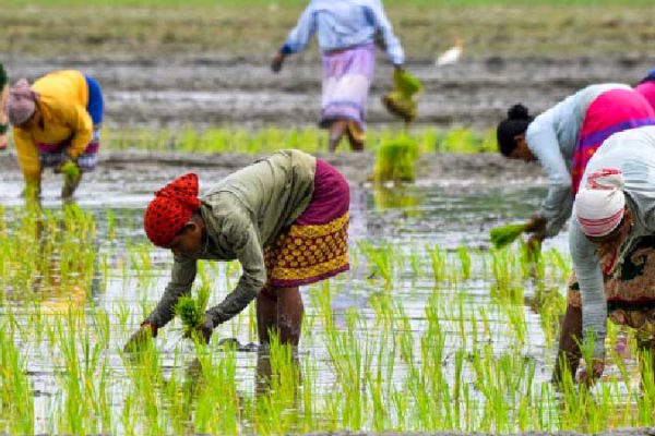 Dhan-Dhaanya Krishi Yojana