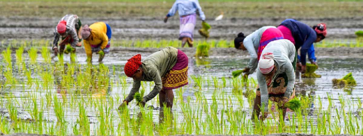 PM Dhan-Dhaanya Krishi Yojana Gets Cabinet Approval to Strengthen Farming Sector Dhan-Dhaanya Krishi Yojana