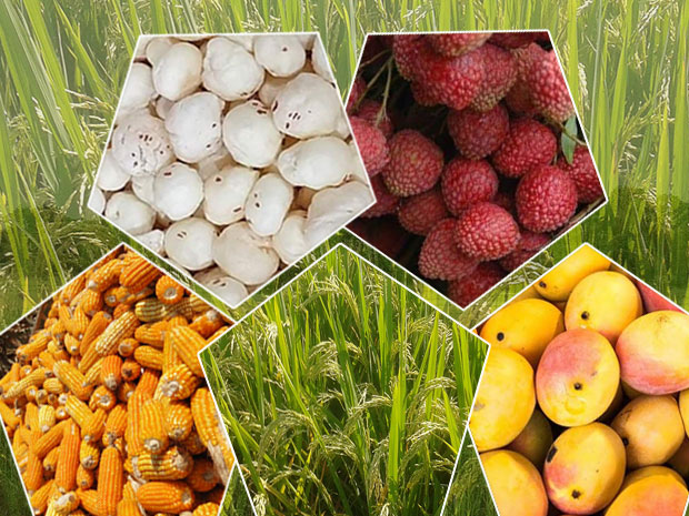 crop production