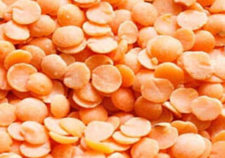 Masoor