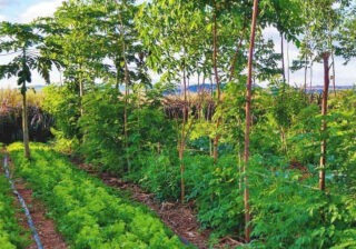 Regenerative Agriculture