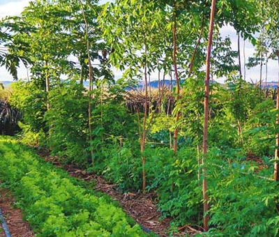 Regenerative Agriculture