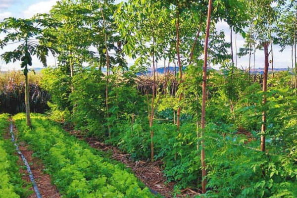 Regenerative Agriculture