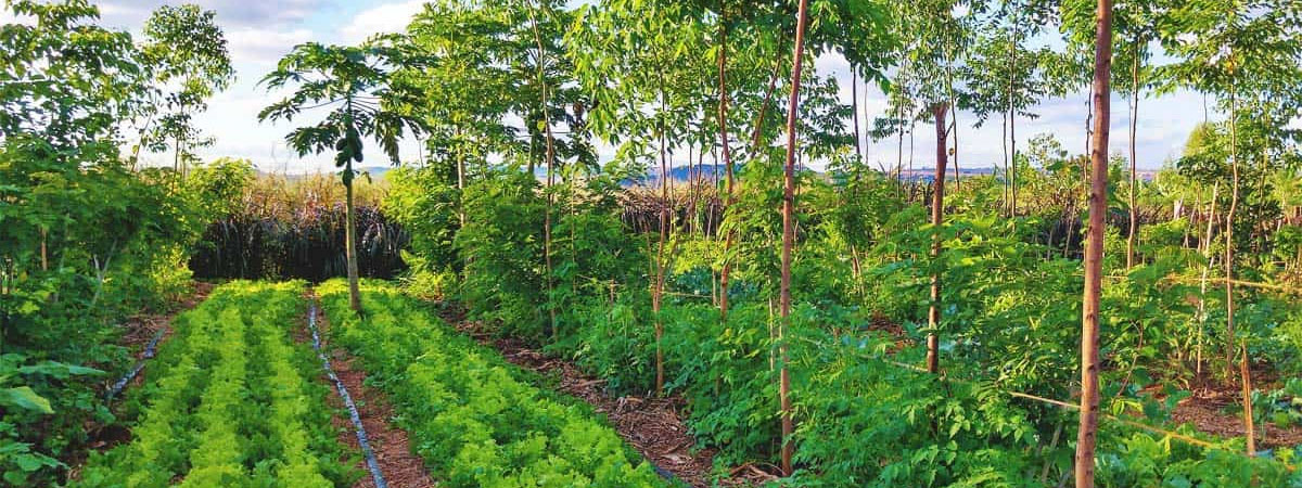 Regenerative Agriculture